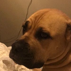 Meet your Posher, Liz